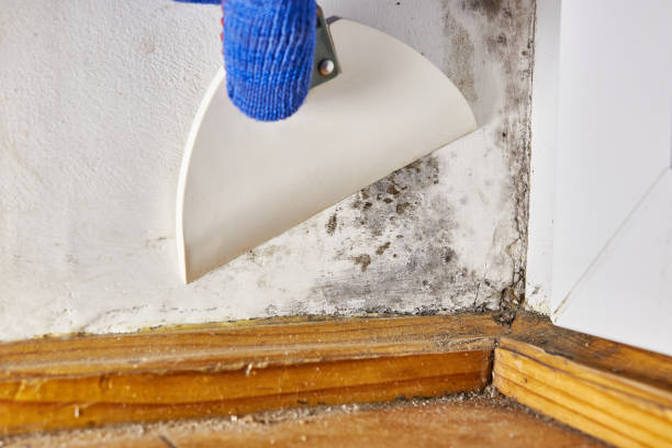 Best Mold Prevention Services  in Oakwood, IL